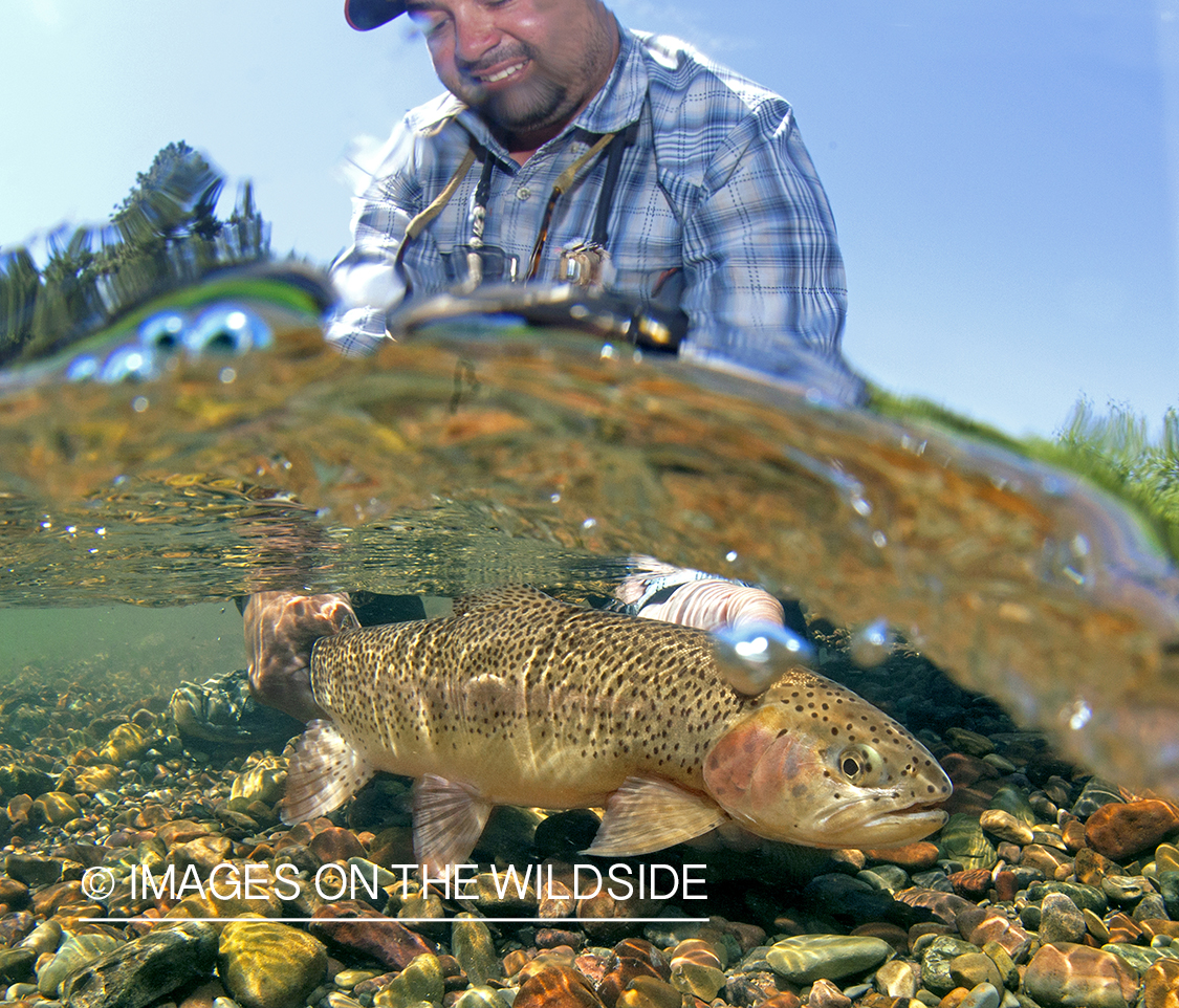 Flyfisherman with Rainbow Trout. 