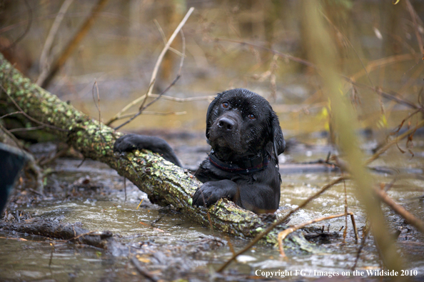 Black Labrador Retriever hanging on limb in water while waterfowl hunting