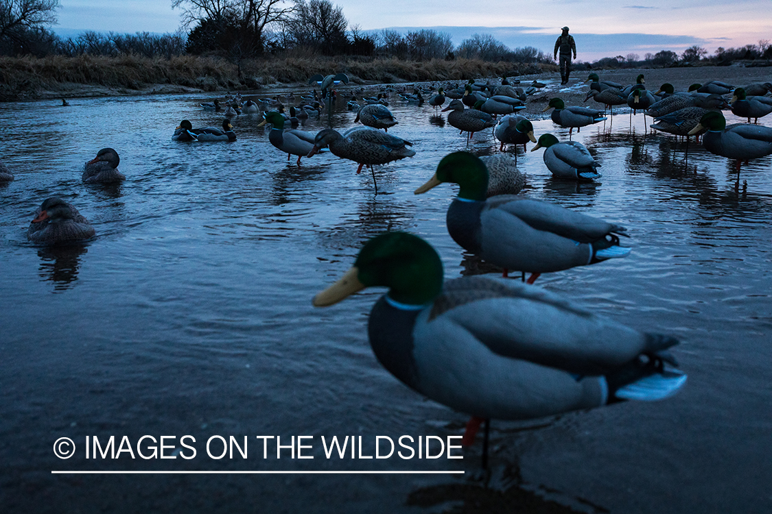 Waterfowl hunting