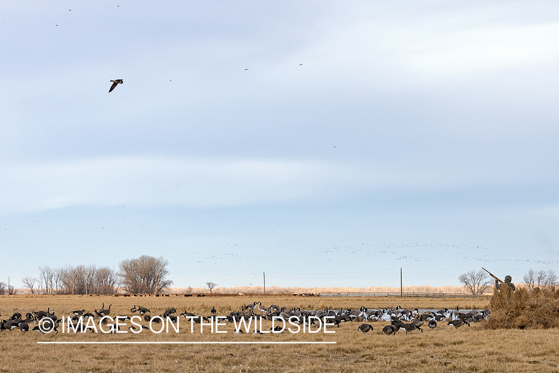 Hunting waterfowl in Nebraska.