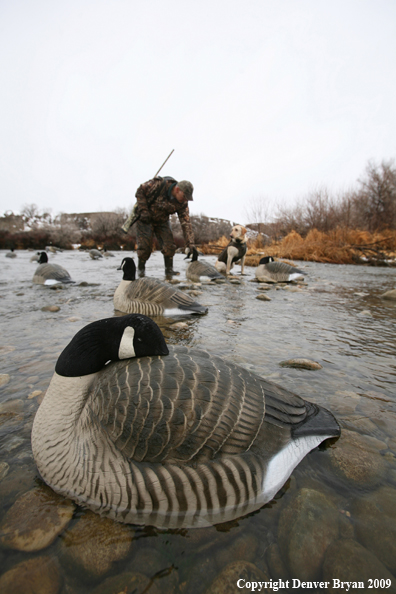 Setting Decoys