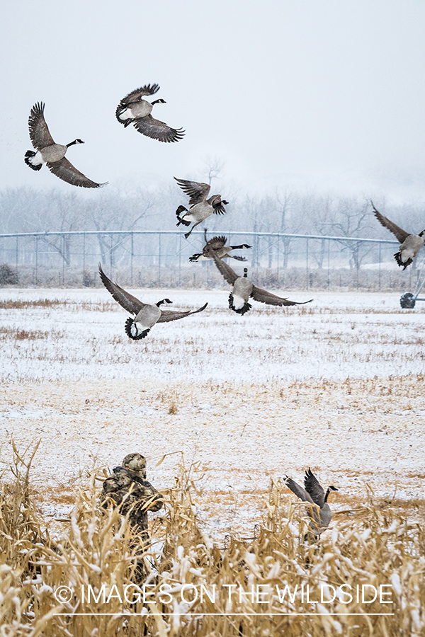 Hunters watching Canada geese land in field with decoys. 