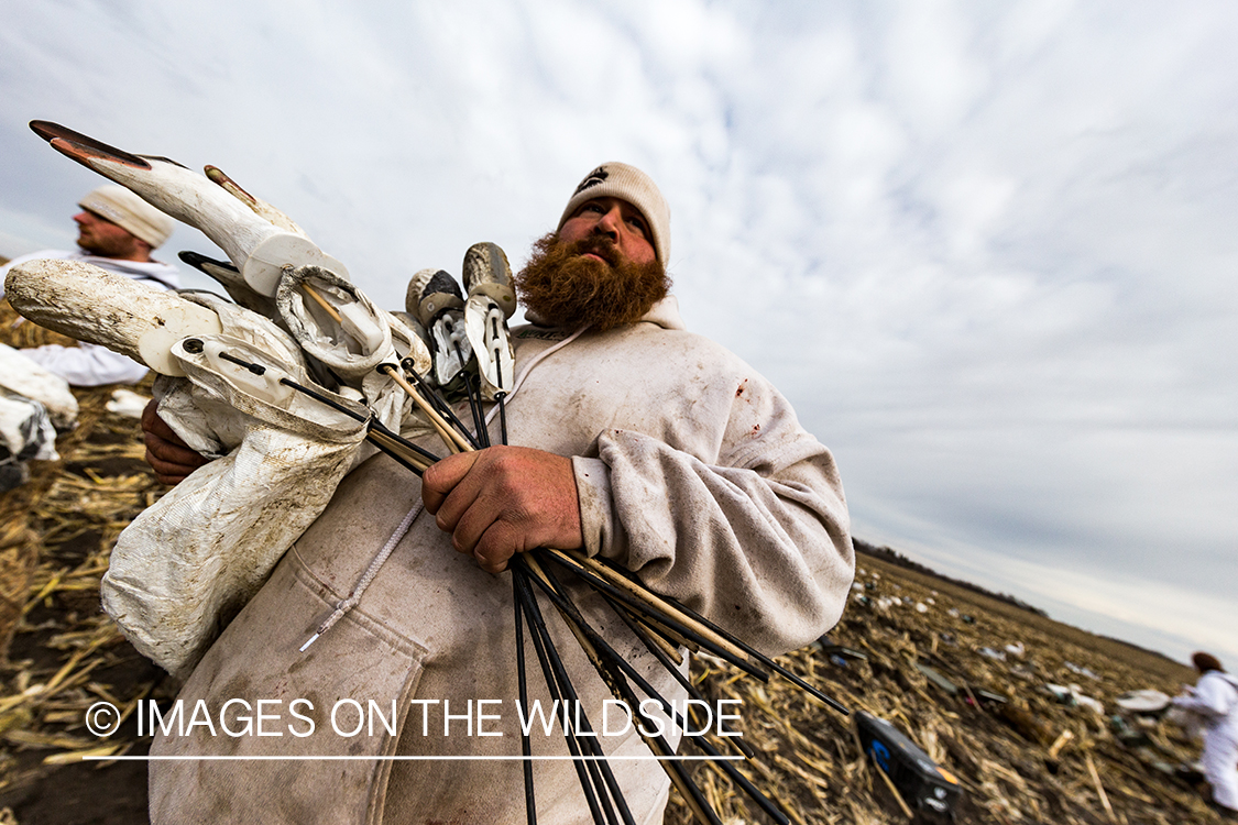 Hunter packing up after day of goose hunting.
