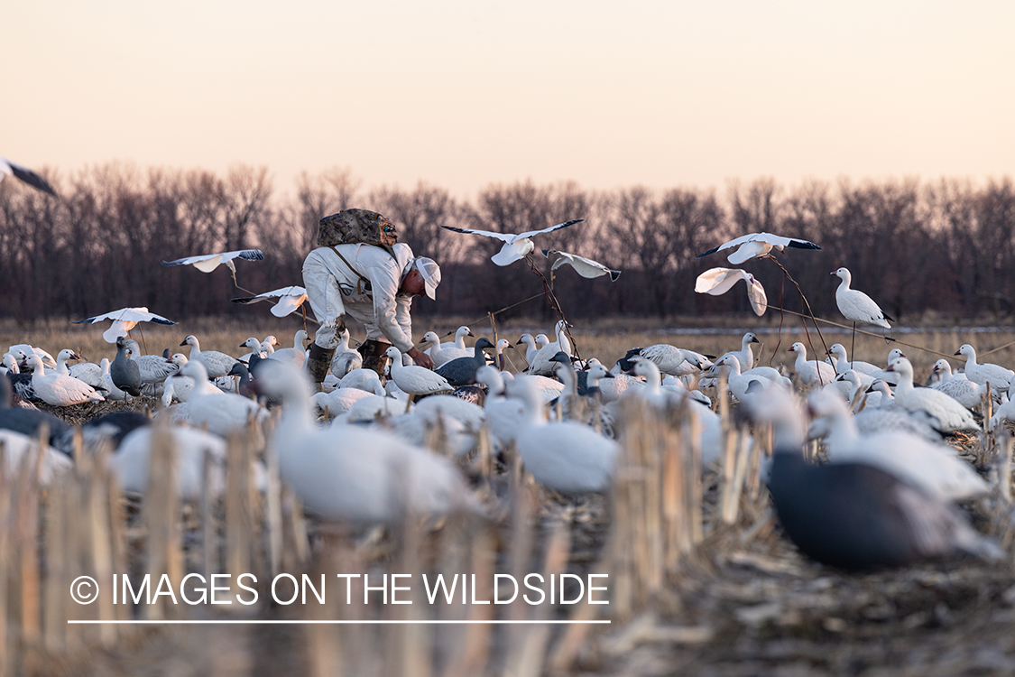 Hunters setting decoys.