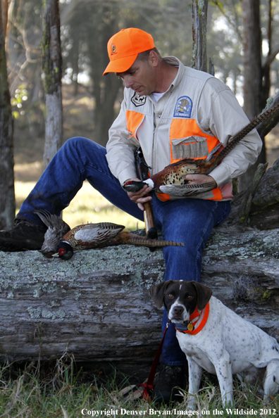 Upland game hunter with English pointer and bagged pheasants. 