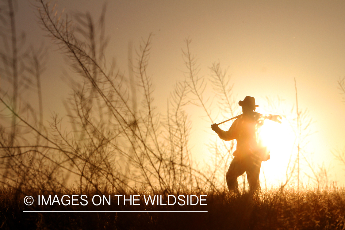 Upland game bird hunter in field.