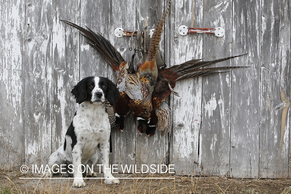 Springer spaniel with bagged pheasants.