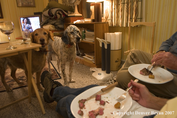 Upland game bird hunters eating supper after a day's hunt while dogs look on.