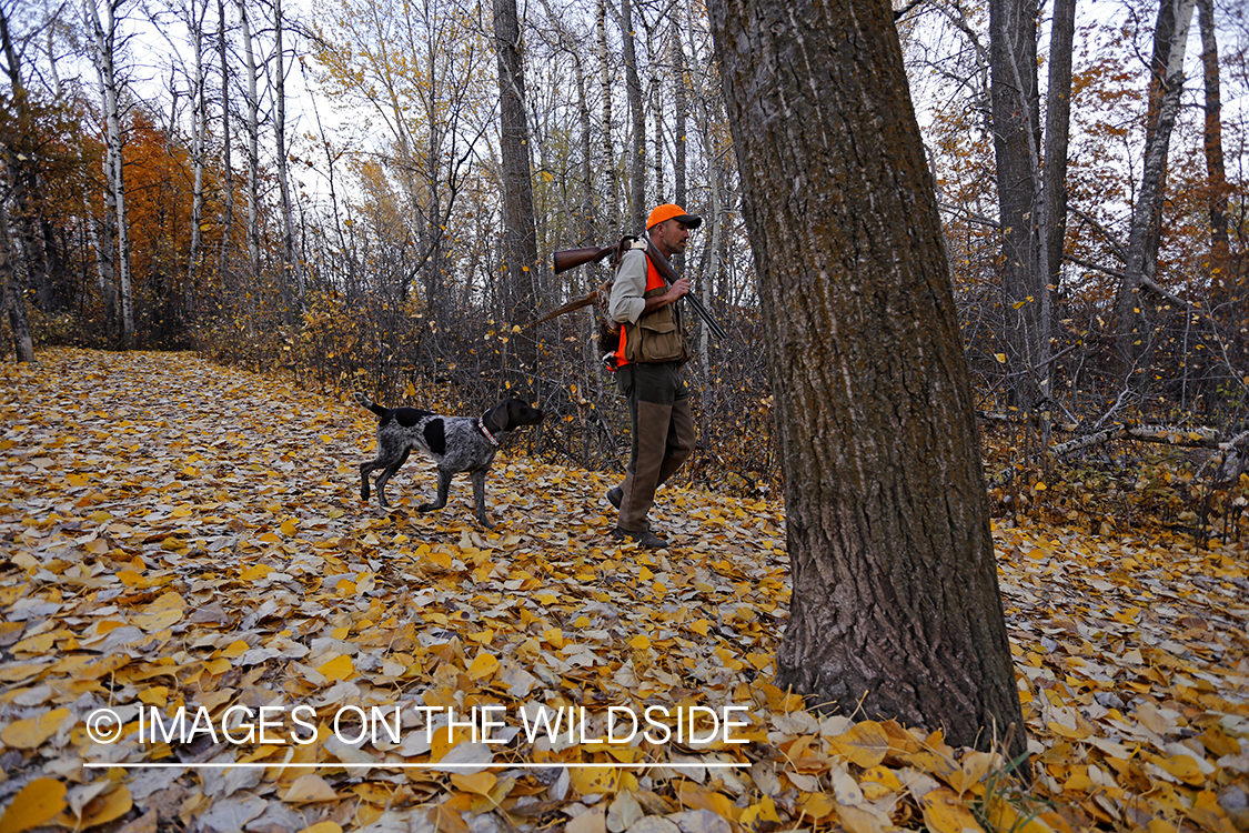 Pheasant hunter in field with Griffon Pointer.