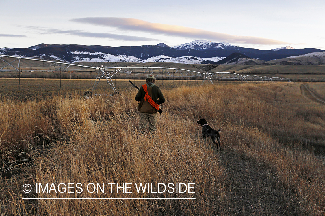 Pheasant hunter in field.