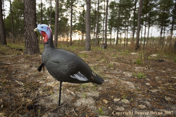 Eastern turkey decoy with hunter in background