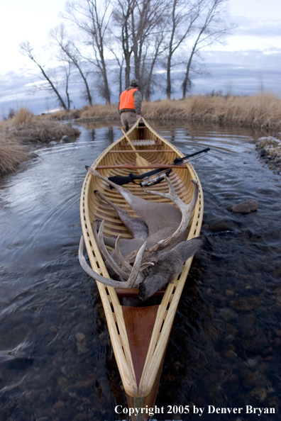 Big game hunter dragging canoe with bagged white-tail deer in bow