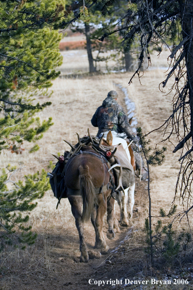 Elk hunter with bagged elk on horse packstring.   