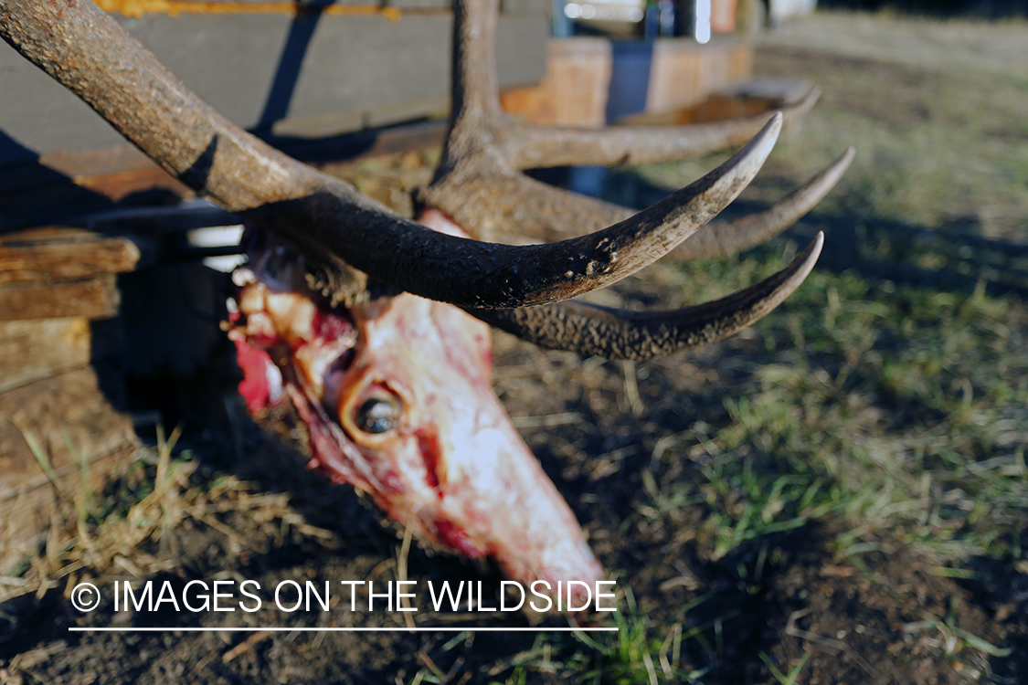 Recently bagged bull elk at camp.