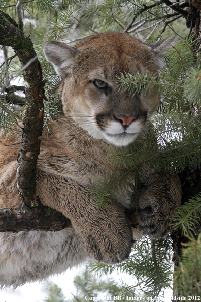 Mountain lion in tree. 