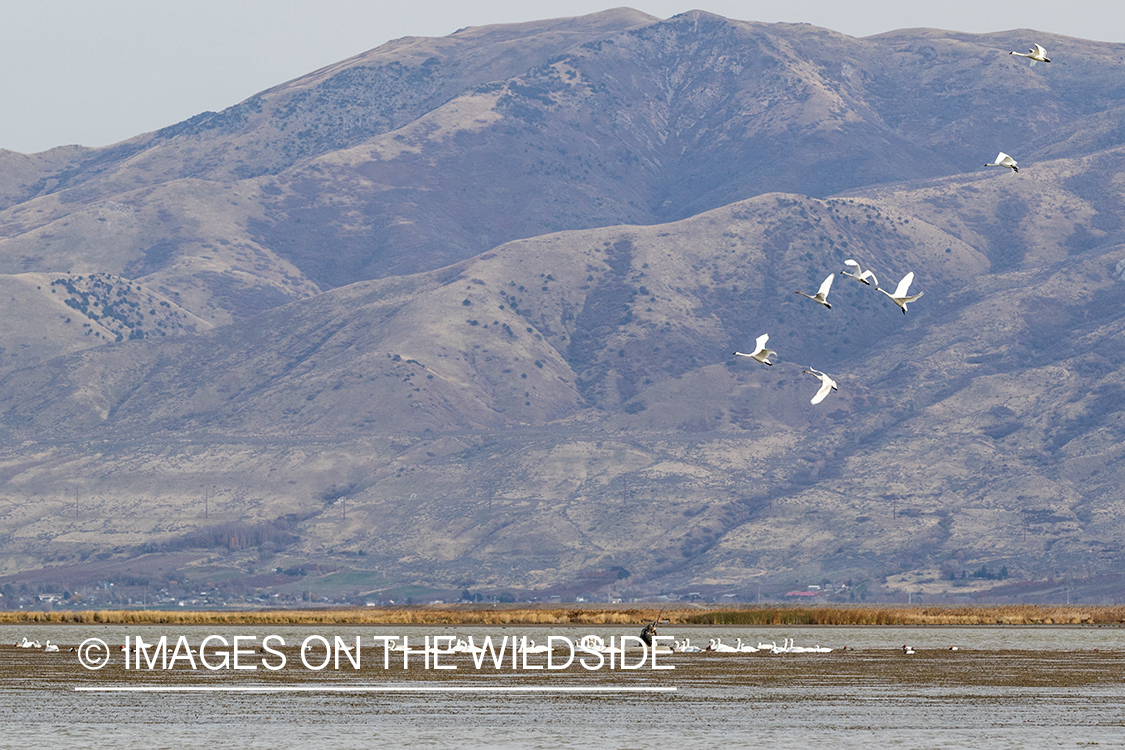 Tundra Swans in flight.