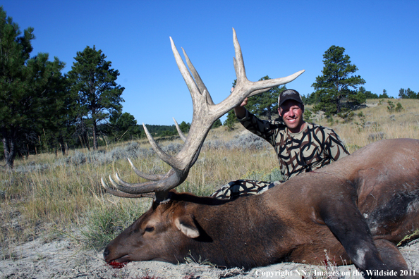 Big Game hunter with bagged Elk.