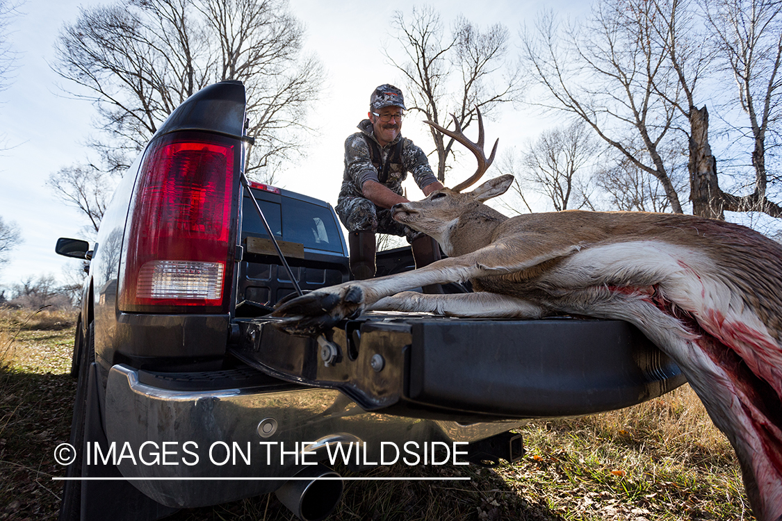 Bow hunter in truck loading field dressed white-tailed deer.