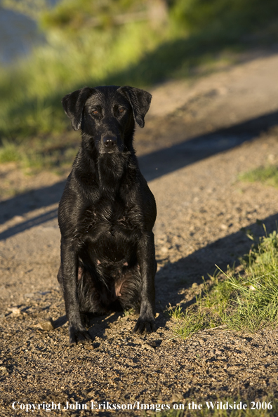 Black Labrador Retriever