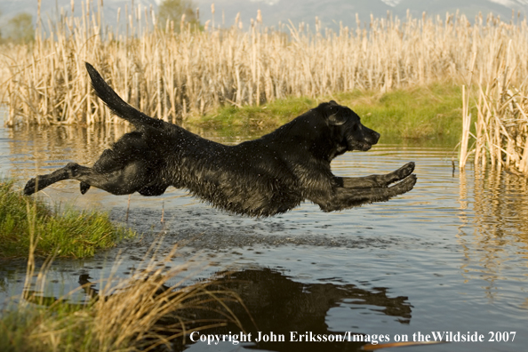 Black Labrador Retriever