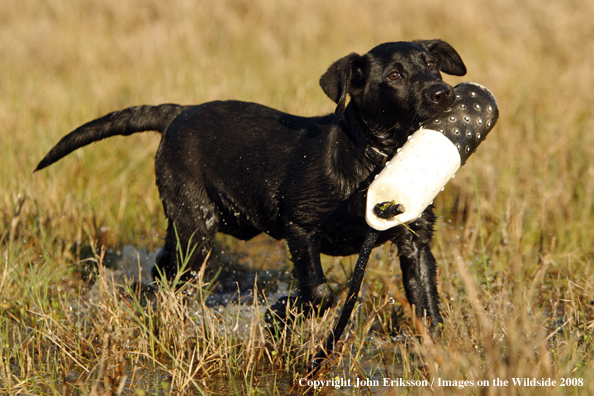 Black Labrador Retriever in field