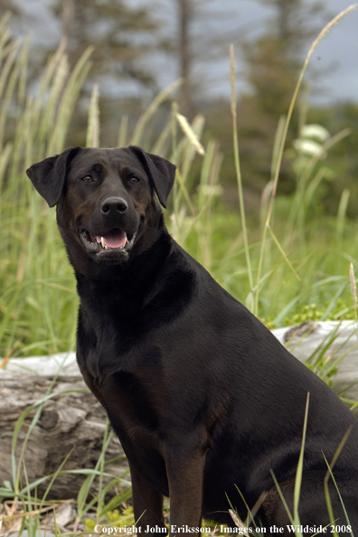 Black Labrador Retriever