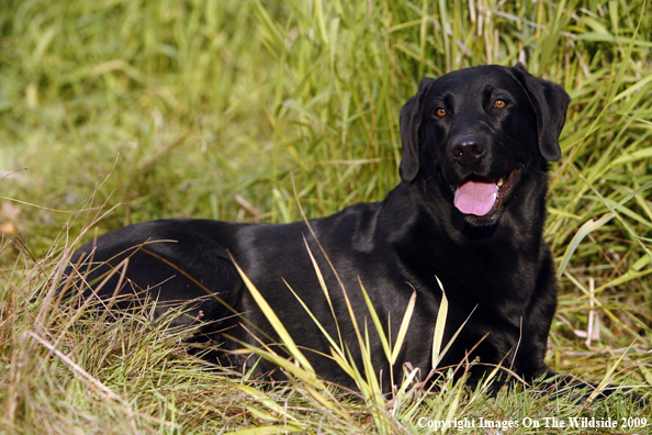 Black Labrador Retriever