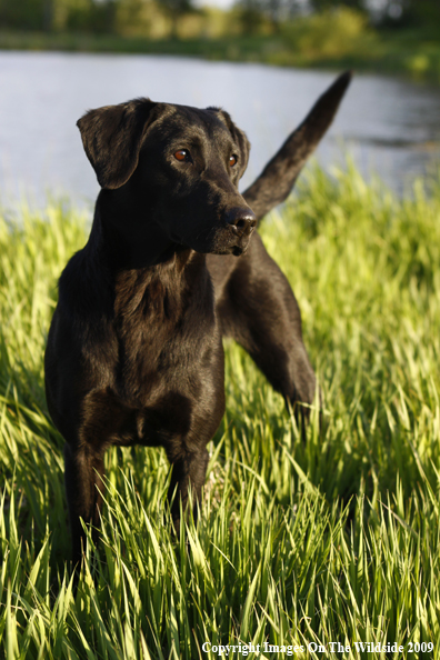 Black Labrador Retriever in field