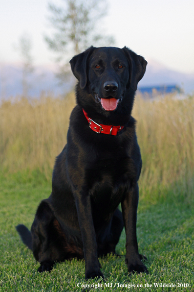 Black Labrador Retriever