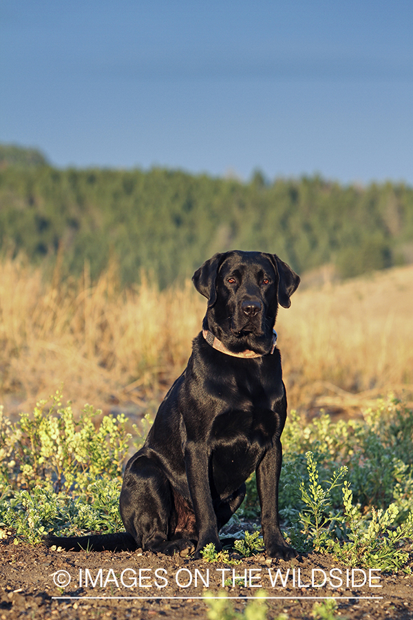 Black Labrador Retriever in field.