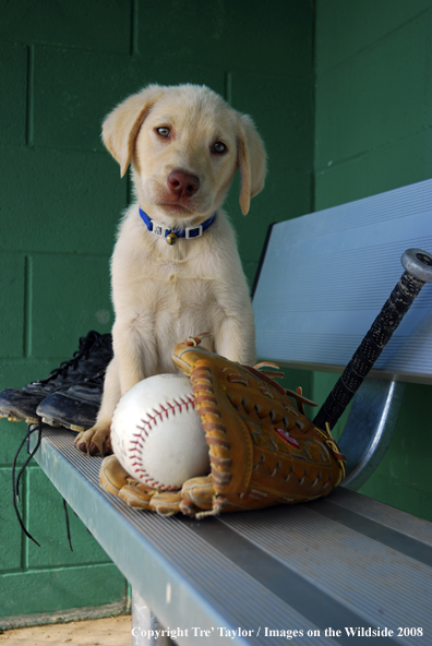 Yellow Labrador Puppy