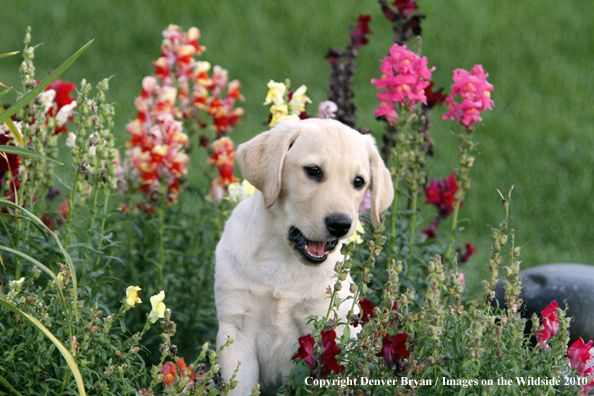 Yellow Labrador Retriever Puppy 