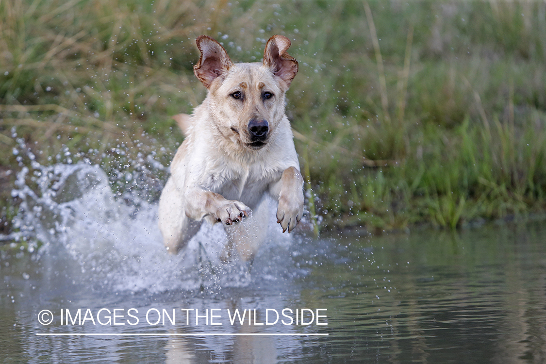 Yellow lab puppy jumping into water.