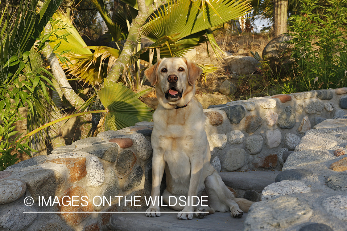 Yellow lab on cobble steps.