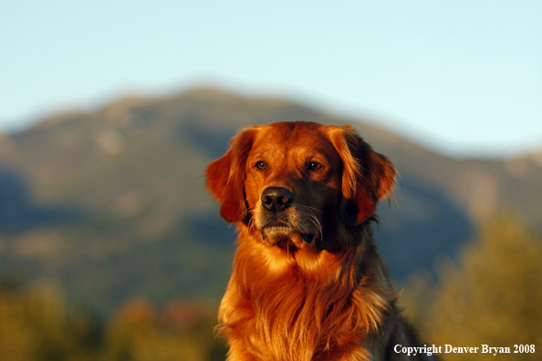 Golden Retriever 