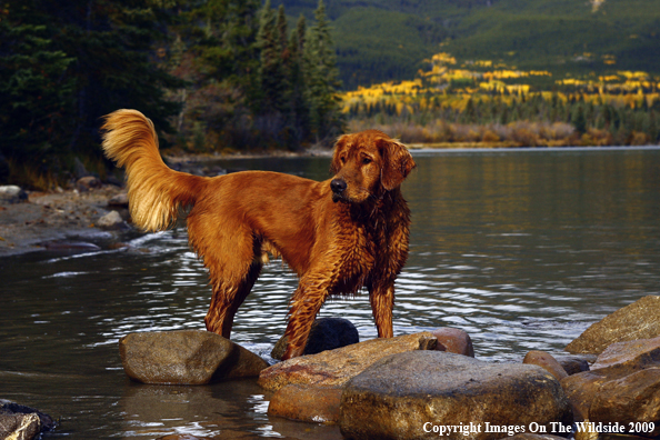 Golden Retriever