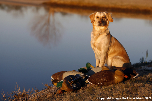 Golden Retriever with Duck Decoys