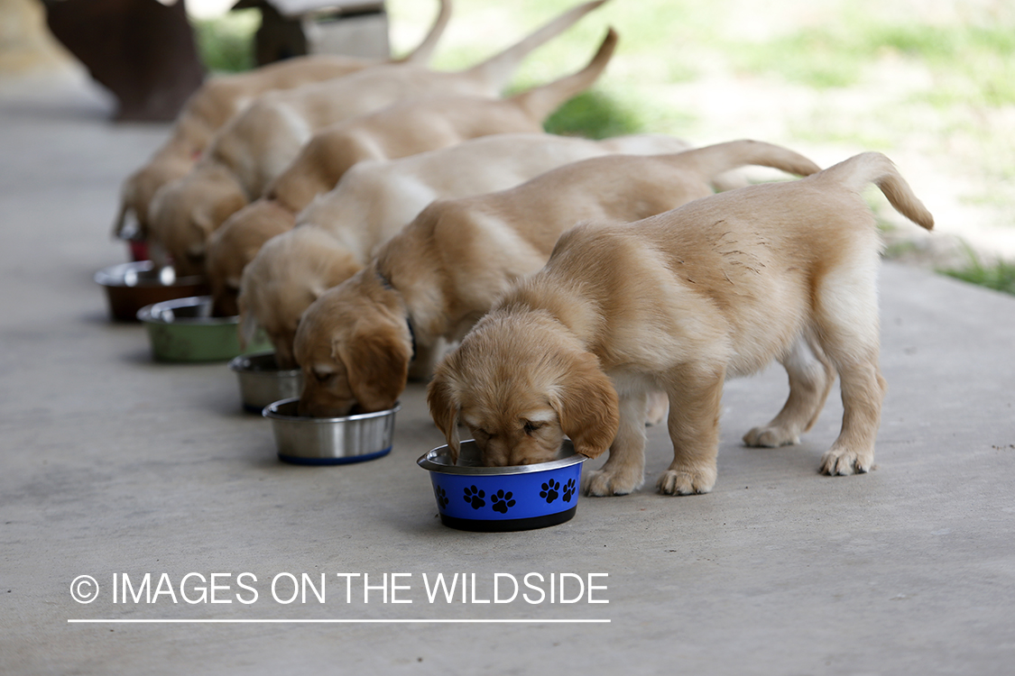 Golden Retriever Puppies eating.