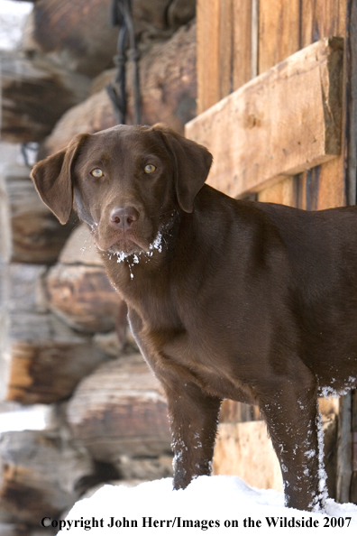 Chocolate Labrador Retriever 