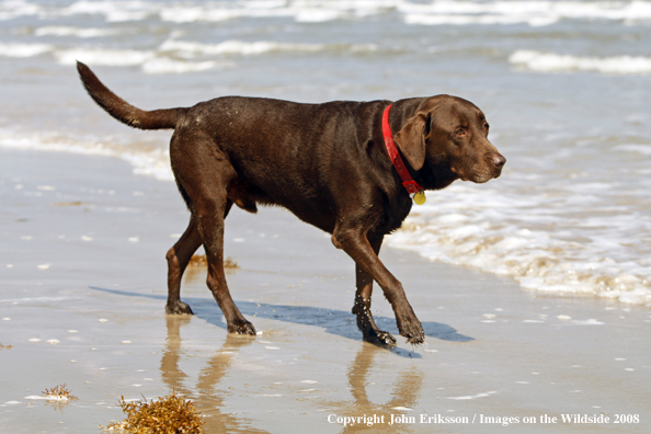 Chocolate Labrador Retriever