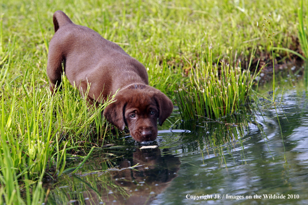 Chocolate Labrador Retriever Puppy