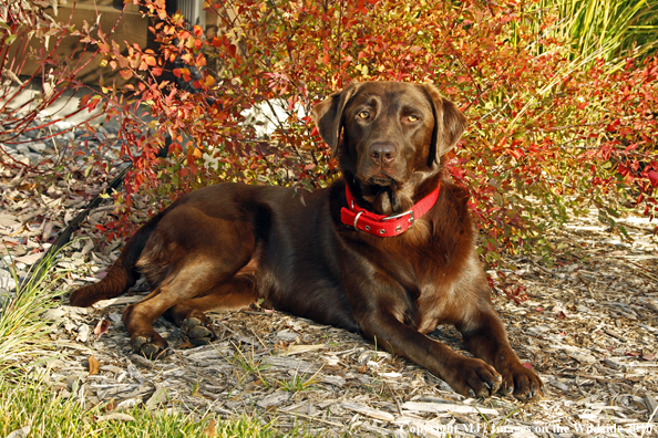 Chocolate Labrador Retriever