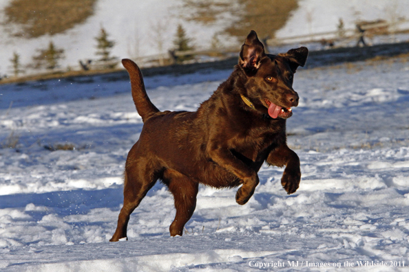 Chocolate Labrador Retriever playing in snow