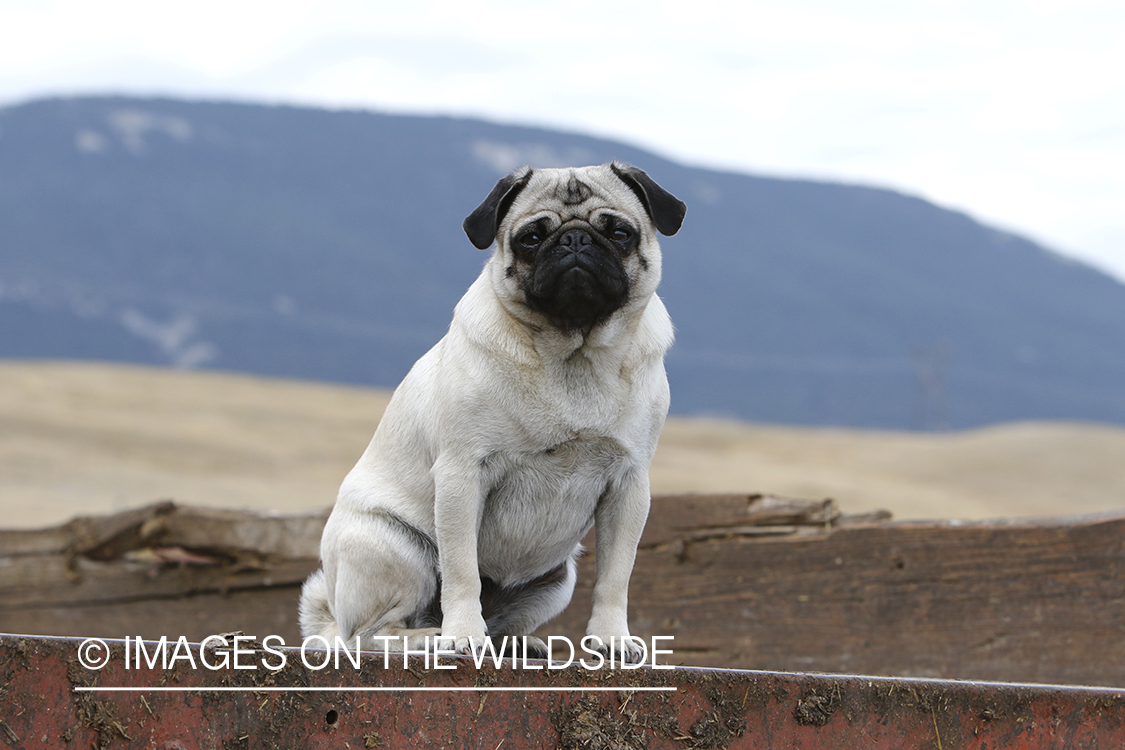 Pug on old International truck.