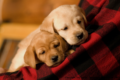 Labrador Puppies