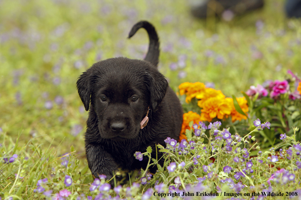 Black Labrador Retriever pup