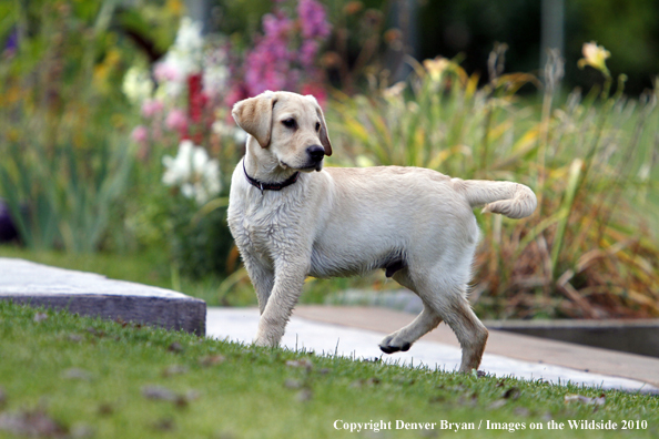 Yellow Labrador Retriever Puppy