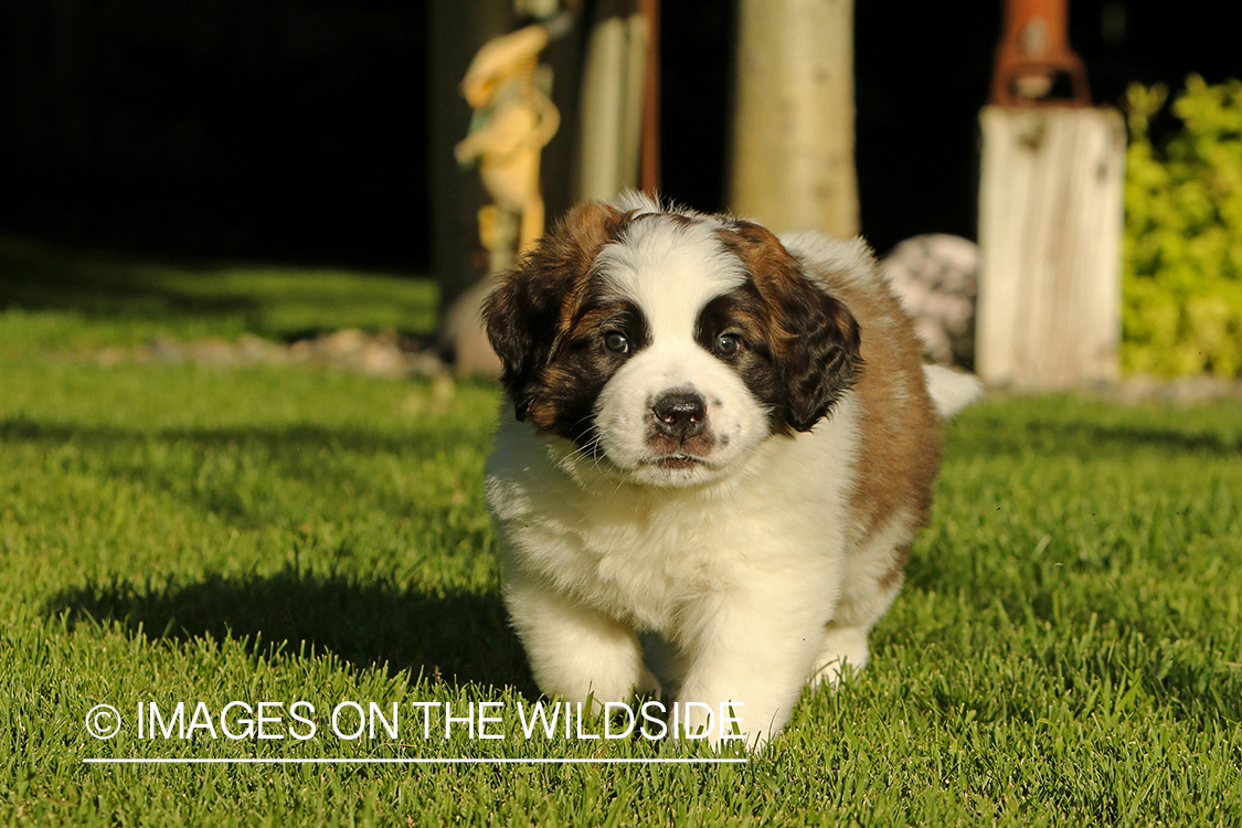 St. Bernard puppy. 