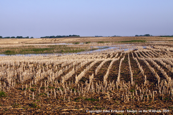 Wetlands near crop fields