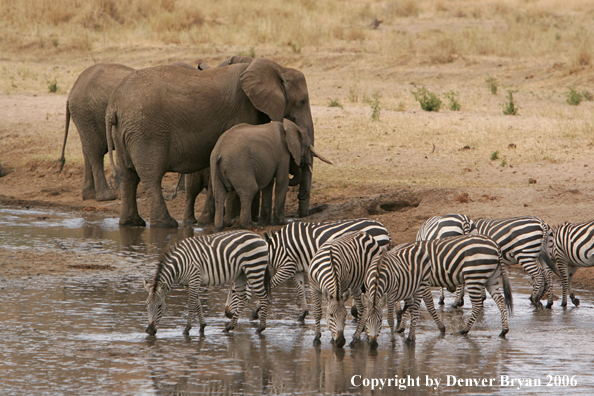 African Elephants and Zebras at watering hole